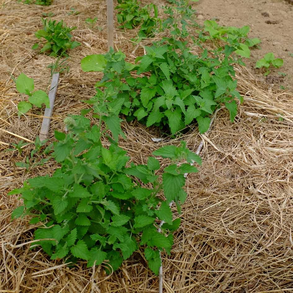 la-bo-te-graines-graines-aromatiques-nepeta-citriodora-bio-citronn-e image 4