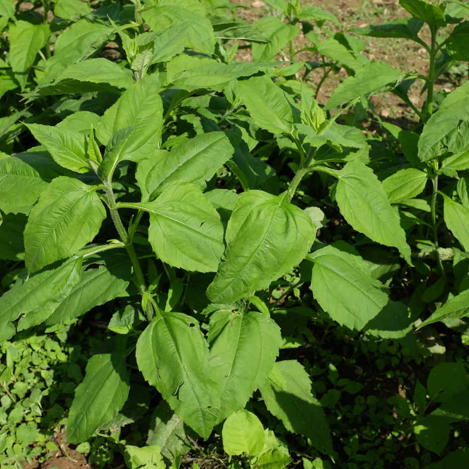 la-bo-te-graines-topinambour-violet-de-rennes-bio-graines image 3