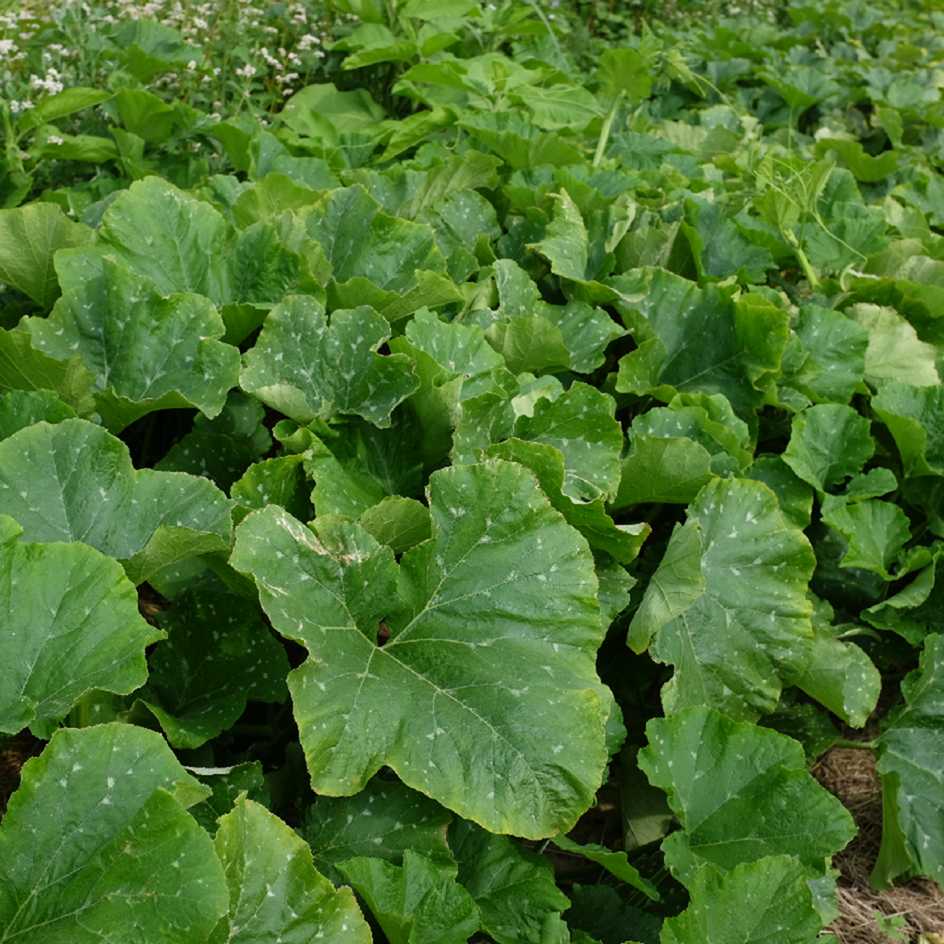 la-bo-te-graines-graines-l-gumes-courge-striped-cushaw-bio image 3