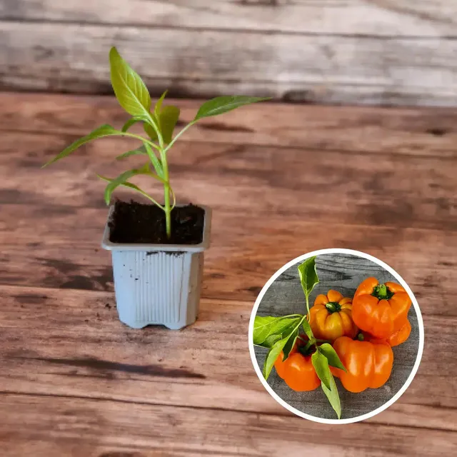 ferme-de-sainte-marthe-california-orange-wonder-plant-poivron image 1
