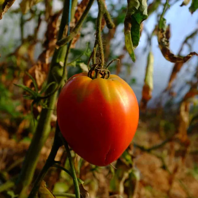 la-bo-te-graines-graines-l-gumes-tomate-coeur-de-boeuf-bio image 1