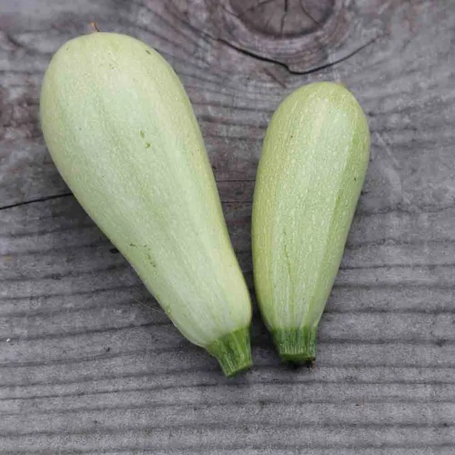 ferme-de-sainte-marthe-lebanese-white-bush-graines-courgette-bio image 1
