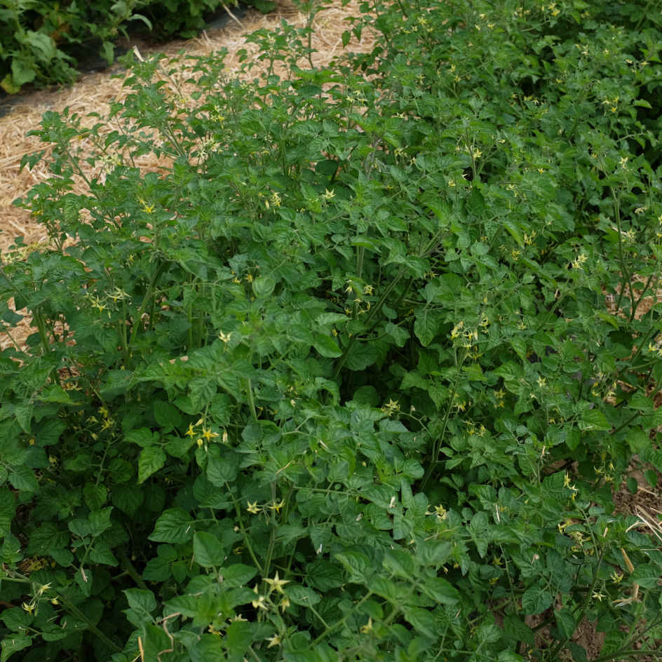 la-bo-te-graines-tomate-groseille-yellow-currant-bio-graines-jaune image 2