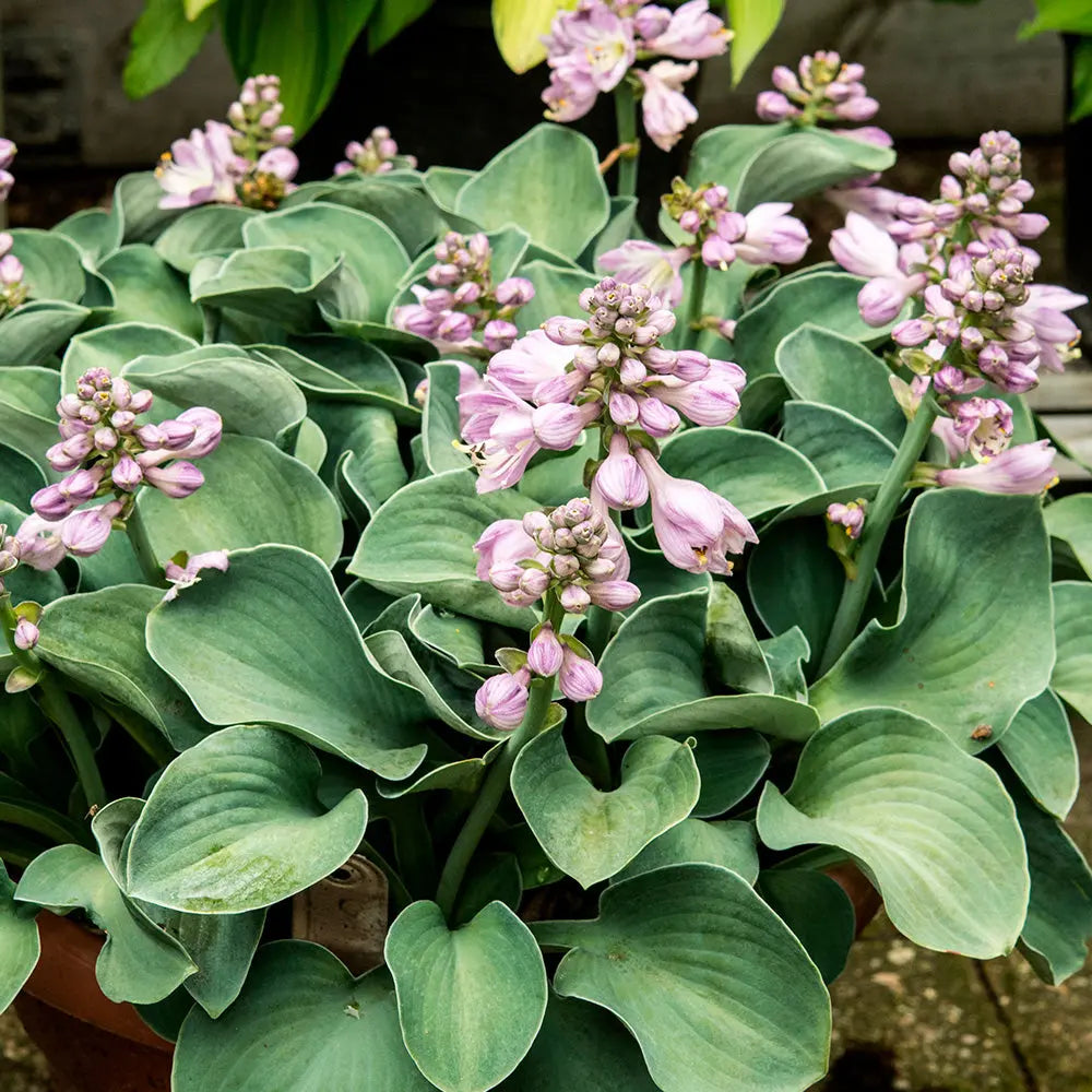 ferme-de-sainte-marthe-blue-mouse-ears-hosta-bulbe-bleu image 1