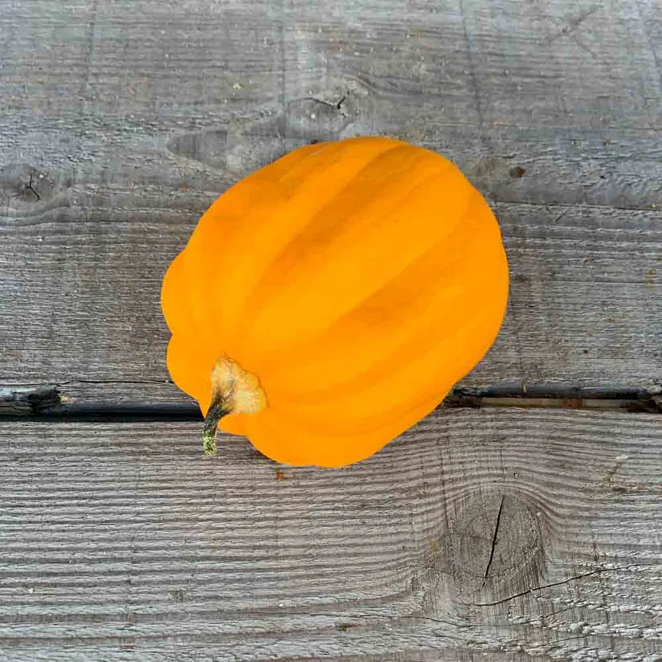 ferme-de-sainte-marthe-graines-potag-res-courge-table-gold-bio image 1
