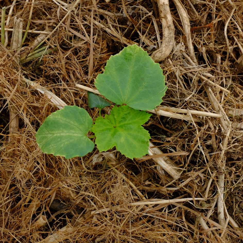 la-bo-te-graines-graines-l-gumes-clemson-spineless-bio-productif image 5
