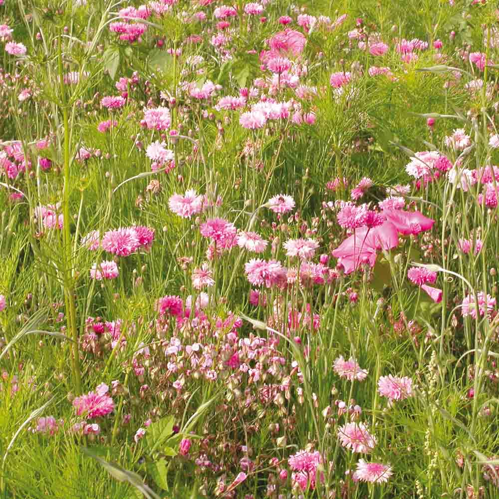 ferme-de-sainte-marthe-cama-eu-rose-m-lange-fleuri-15-fleurs image 1