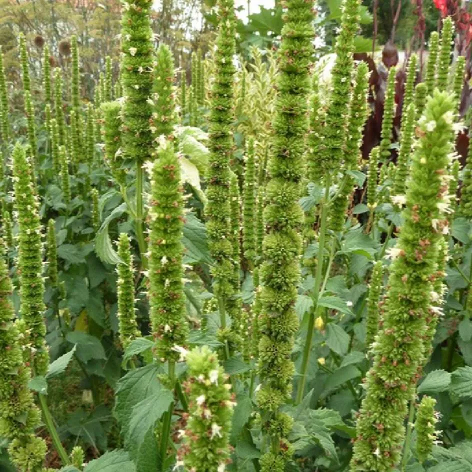 la-bo-te-graines-agastache-nepetoides-graines-fleurs-bio image 1