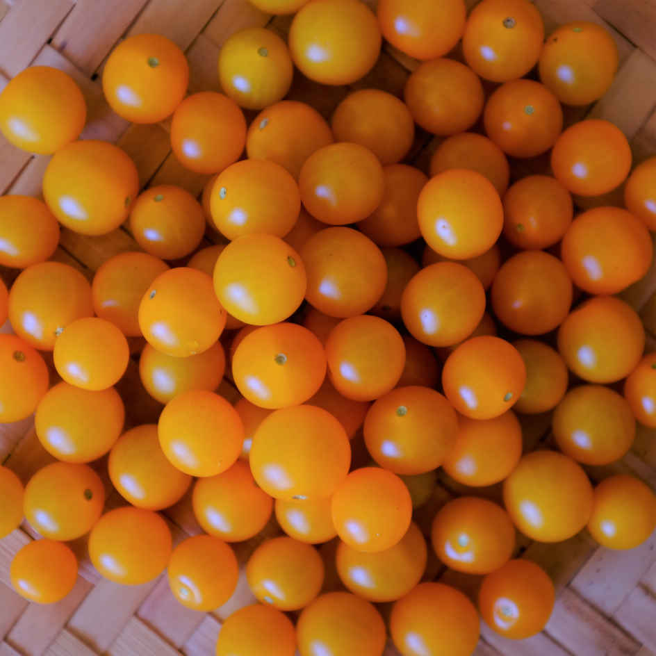 la-bo-te-graines-tomate-groseille-yellow-currant-bio-graines-jaune image 1