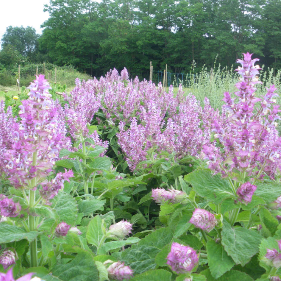 la-bo-te-graines-sauge-sclar-e-pi-mont-graines-fleurs-bio-rose image 4