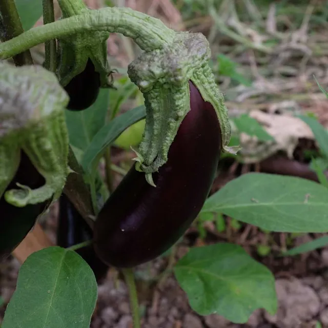 la-bo-te-graines-aubergine-de-barbentane-graines-bio-30-cm image 1
