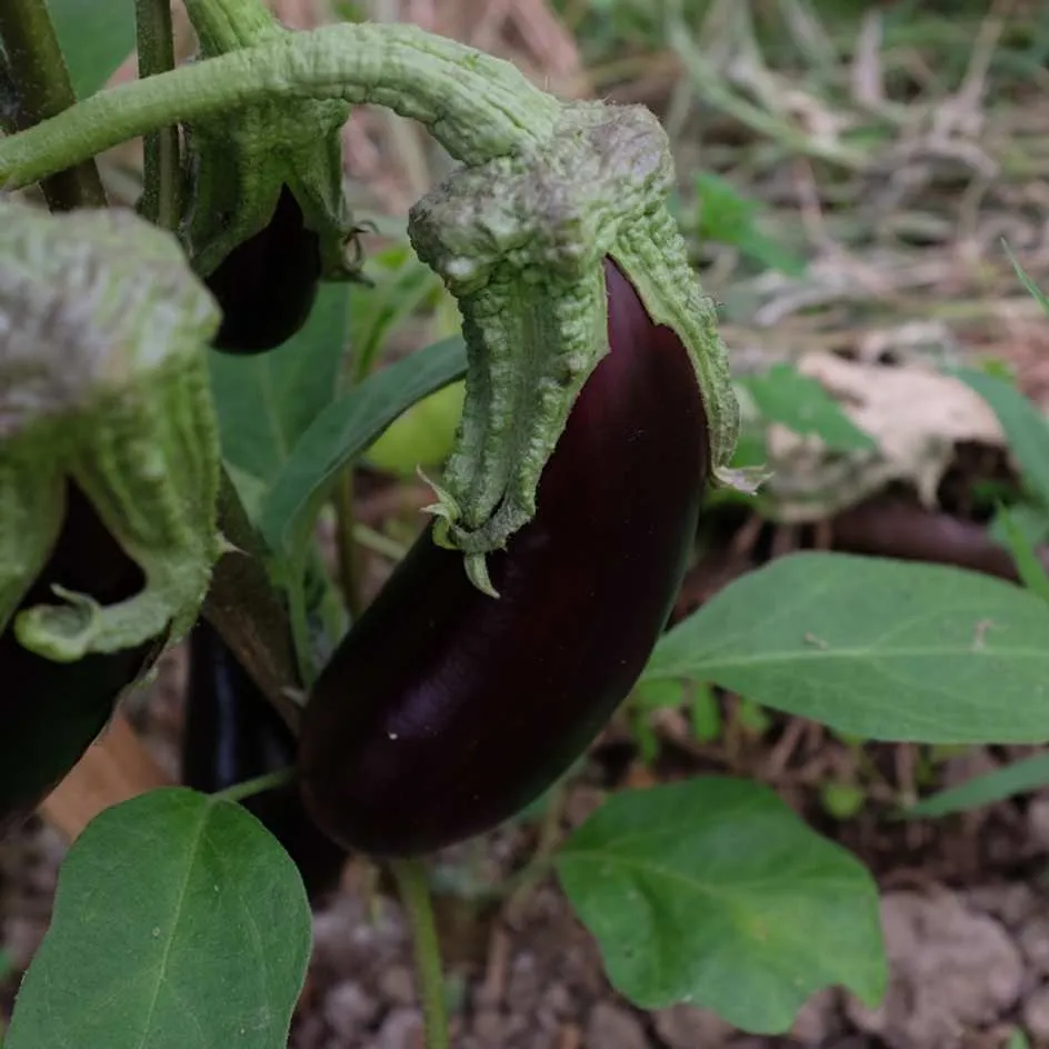 la-bo-te-graines-aubergine-de-barbentane-graines-bio-30-cm image 1