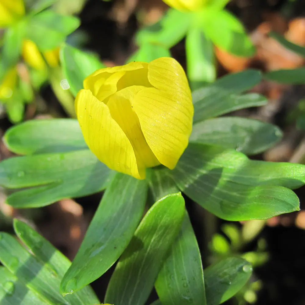 ferme-de-sainte-marthe-eranthis-hyemalis-bulbes-x10-jaune-hiver image 1