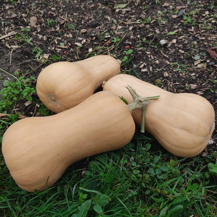 les-semences-de-l-ombelle-courge-musqu-e-butternut-graines-bio image 1