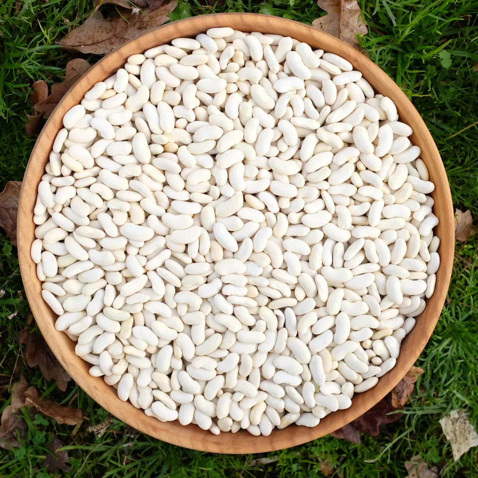 la-bo-te-graines-graines-l-gumes-haricot-flageolet-ortie-bio-nain image 1