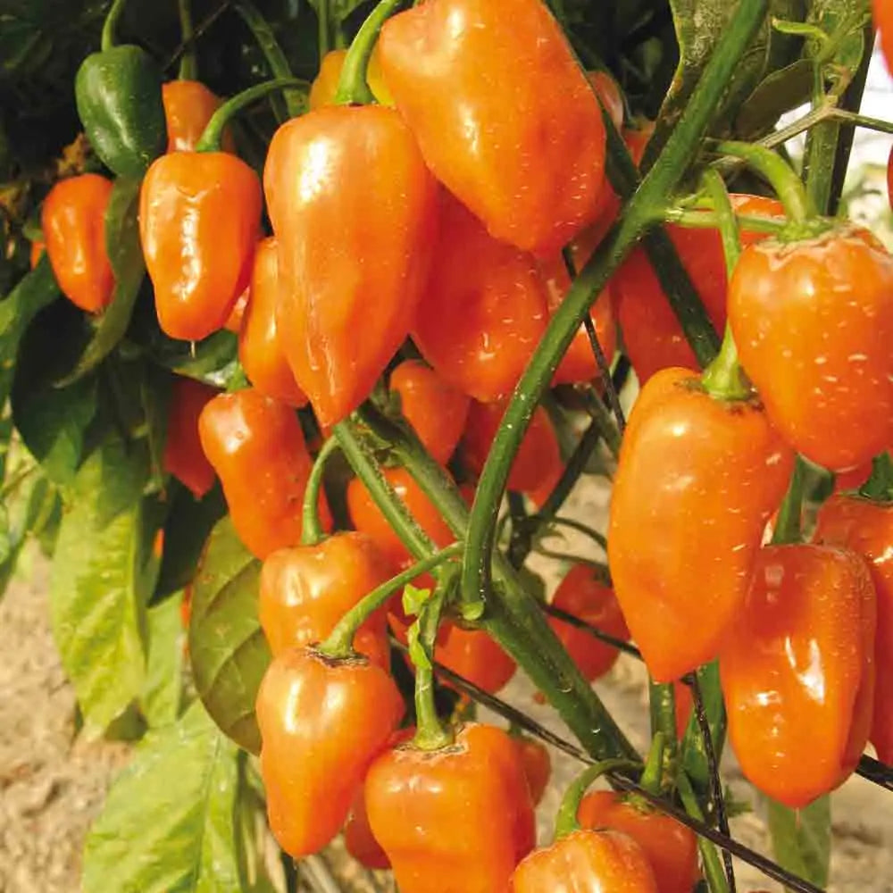 ferme-de-sainte-marthe-graines-potag-res-piment-habanero-orange-ab-sachet-bio-tr image 1