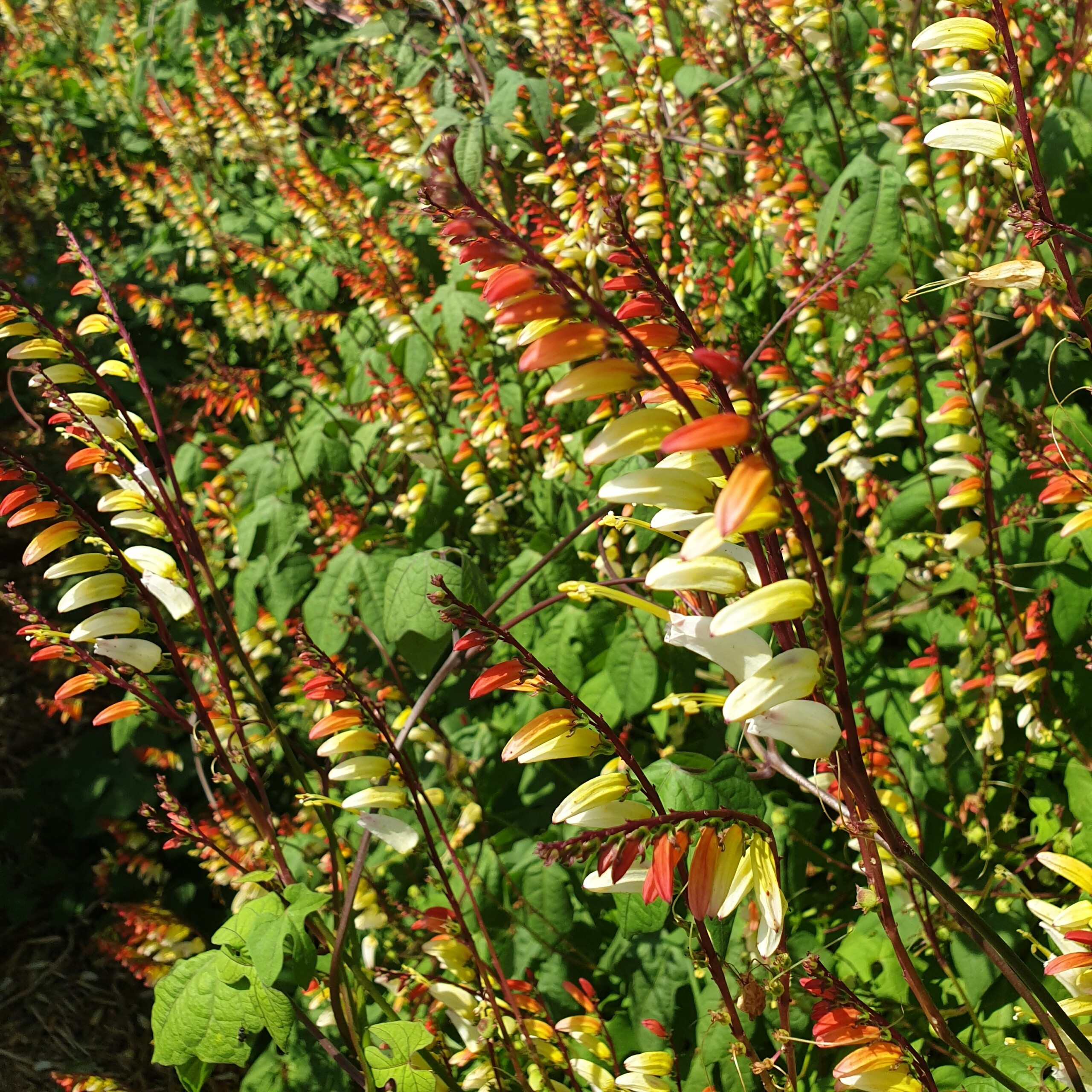 la-bo-te-graines-exotic-love-graines-mina-lobata-bio image 2