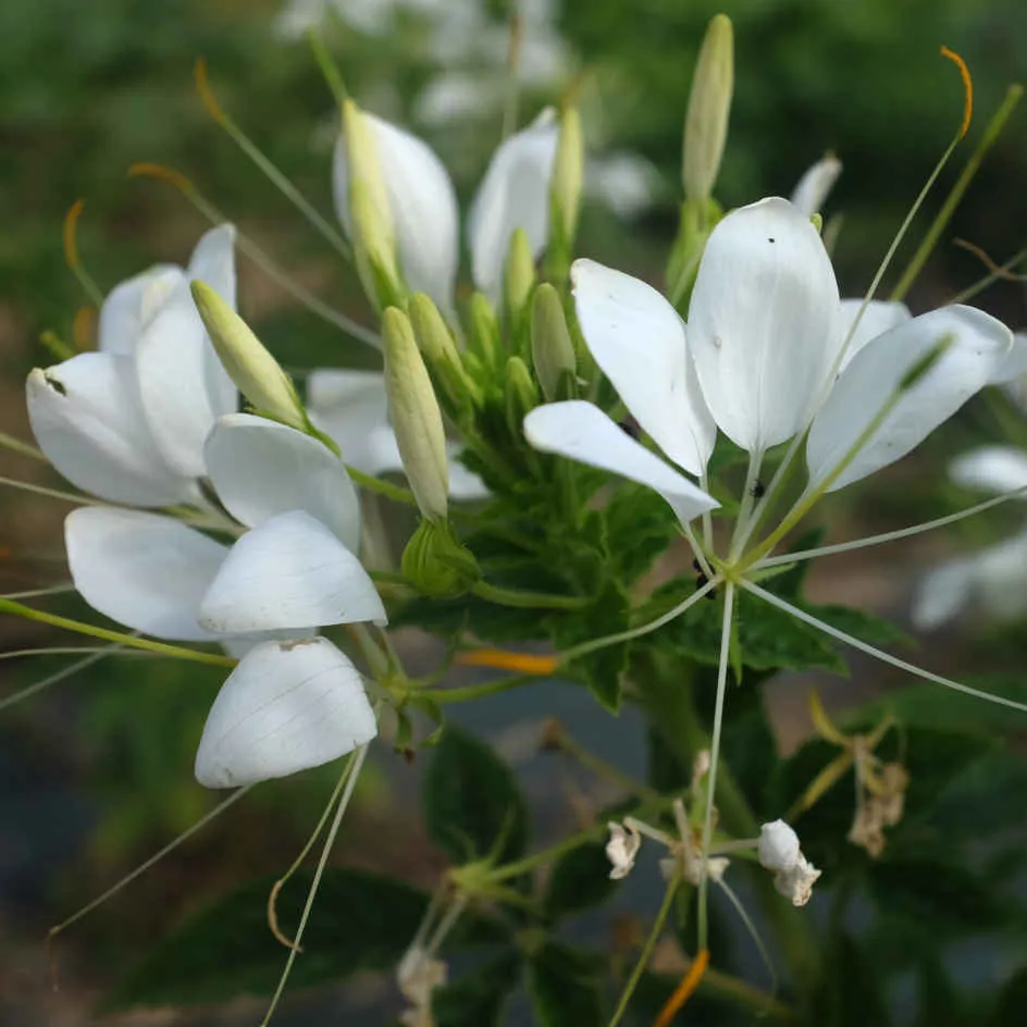 la-bo-te-graines-cleome-helen-campbell-bio-graines-blanche image 1