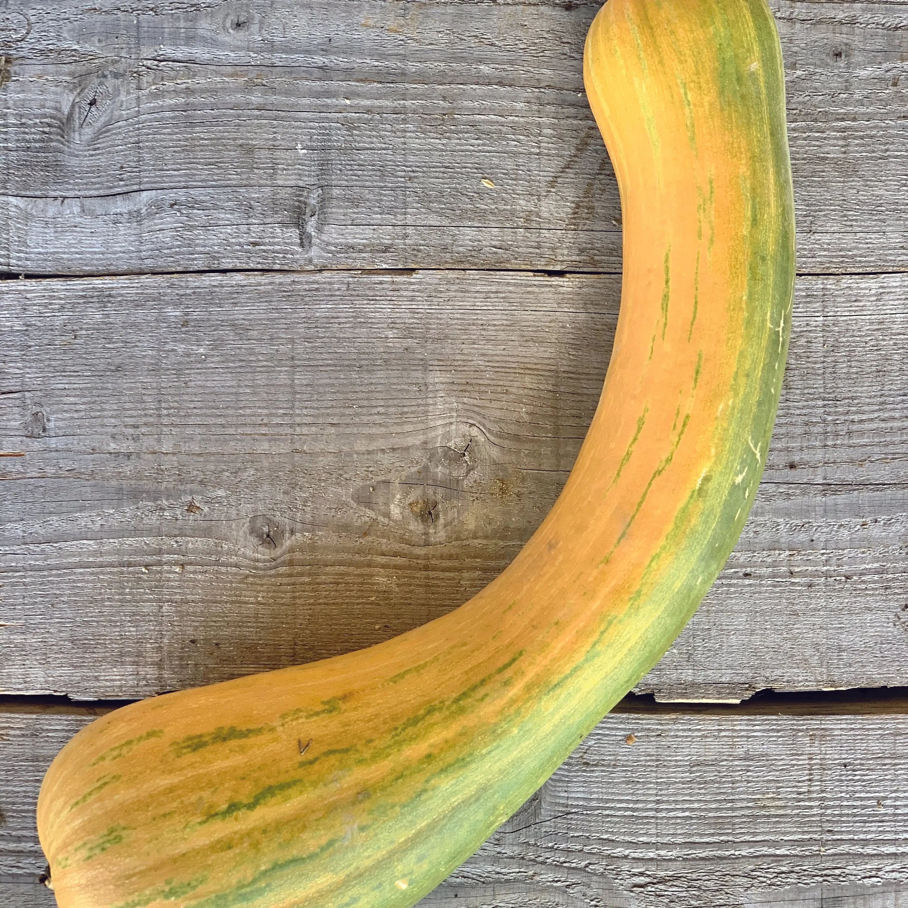 ferme-de-sainte-marthe-plants-bio-courge-longue-de-nice-plant image 2