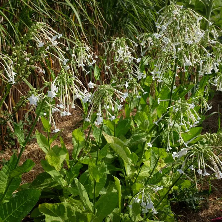 la-bo-te-graines-graines-fleurs-tabac-sylvestre-bio-parfum image 1