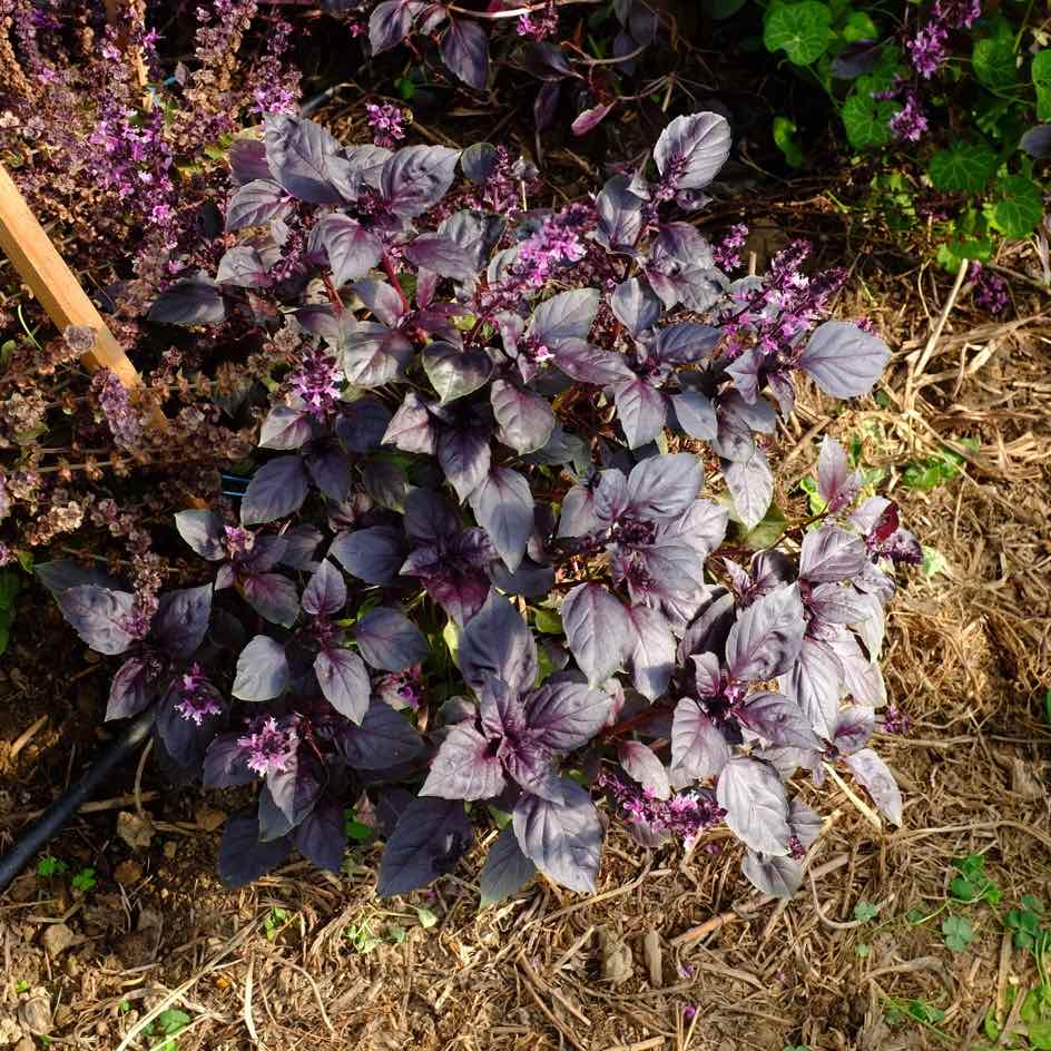 la-bo-te-graines-basilic-rosie-graines-aromatiques-bio-pourpre image 3