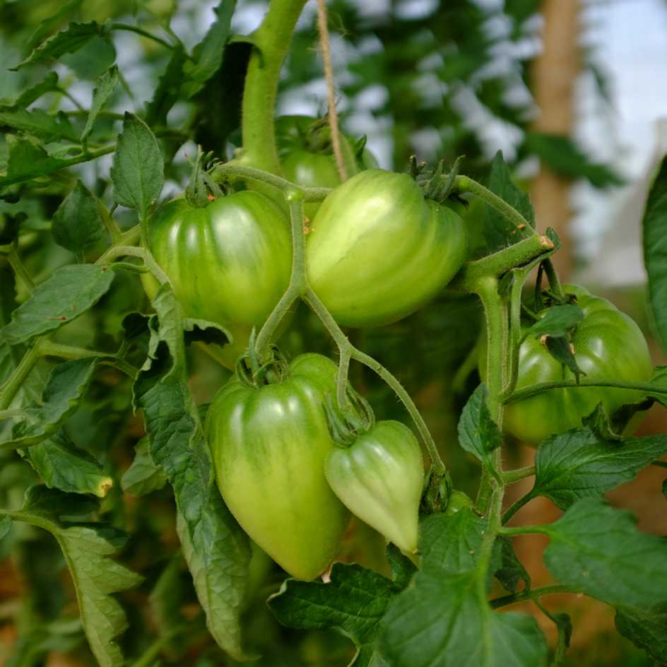 la-bo-te-graines-graines-l-gumes-coeur-de-boeuf-orange-bio image 2