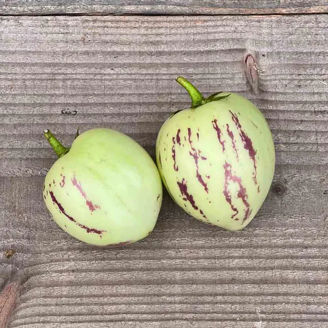 ferme-de-sainte-marthe-poire-melon-pepino-graines-potag-res image 1
