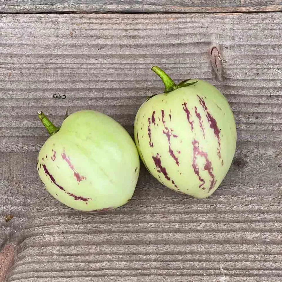 ferme-de-sainte-marthe-poire-melon-pepino-graines-potag-res image 1