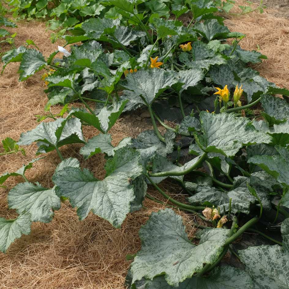 la-bo-te-graines-graines-l-gumes-courgette-ola-escaladora-bio-grimpante image 4
