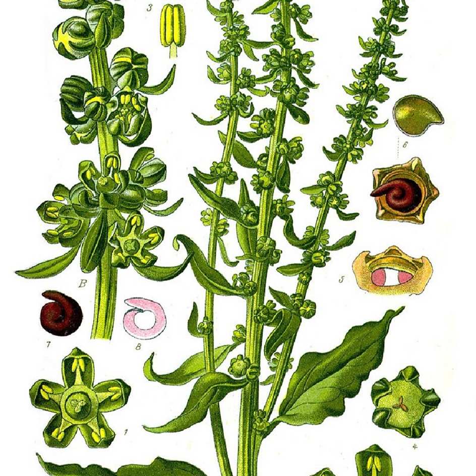la-bo-te-graines-pinard-perpetuel-poir-e-bio-graines-vivace image 3