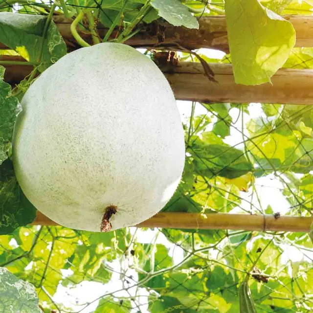 ferme-de-sainte-marthe-melon-twonga-graines-potag-res-bio-sachet image 1