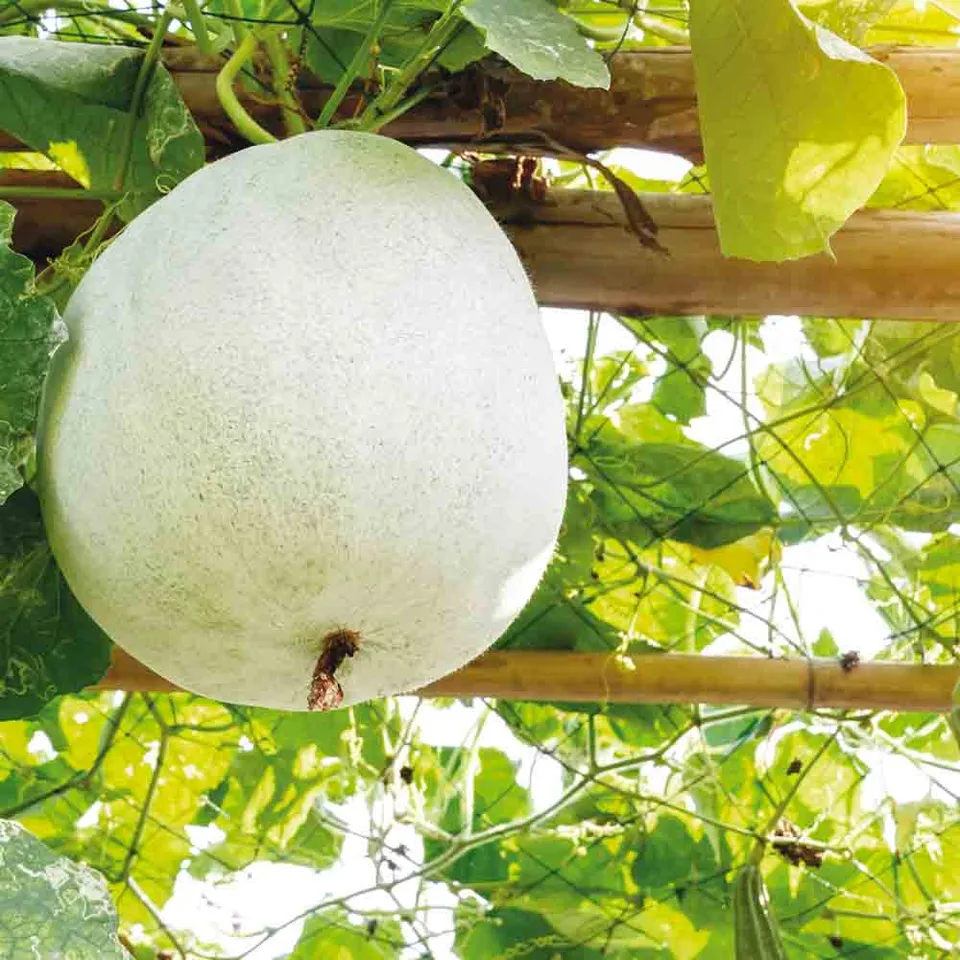 ferme-de-sainte-marthe-melon-twonga-graines-potag-res-bio-sachet image 1