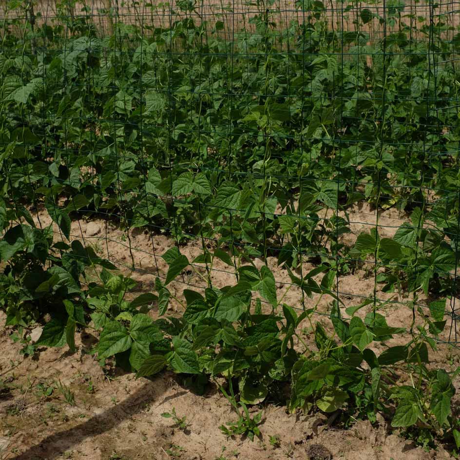 la-bo-te-graines-graines-l-gumes-ph-nom-ne-haricot-bio image 4