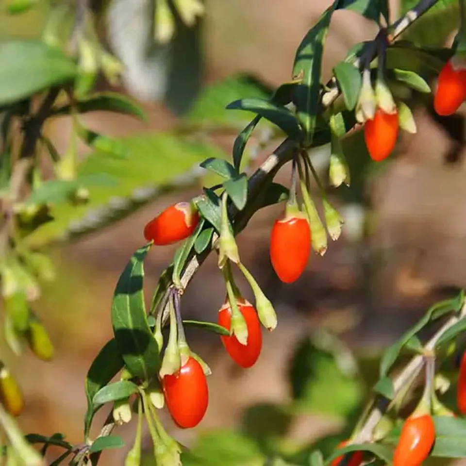 ferme-de-sainte-marthe-goji-graines-bio-sachet-arbuste-fruitier image 1