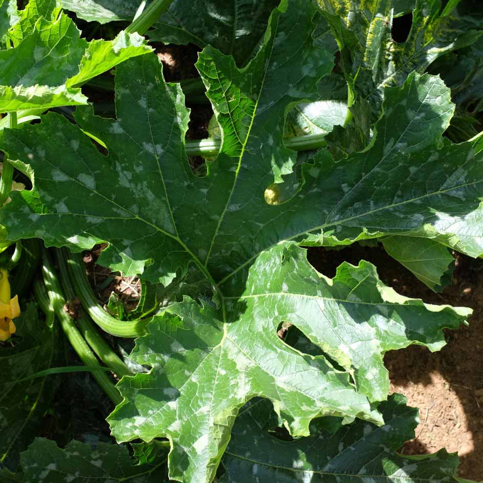 la-bo-te-graines-courgette-gold-rush-graines-bio-jaune image 3