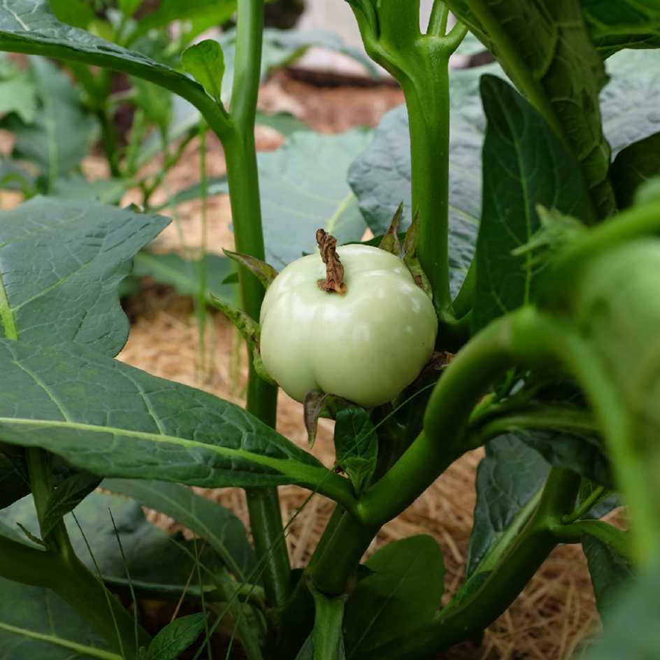 la-bo-te-graines-aubergine-gboma-kombara-bio-graines image 2