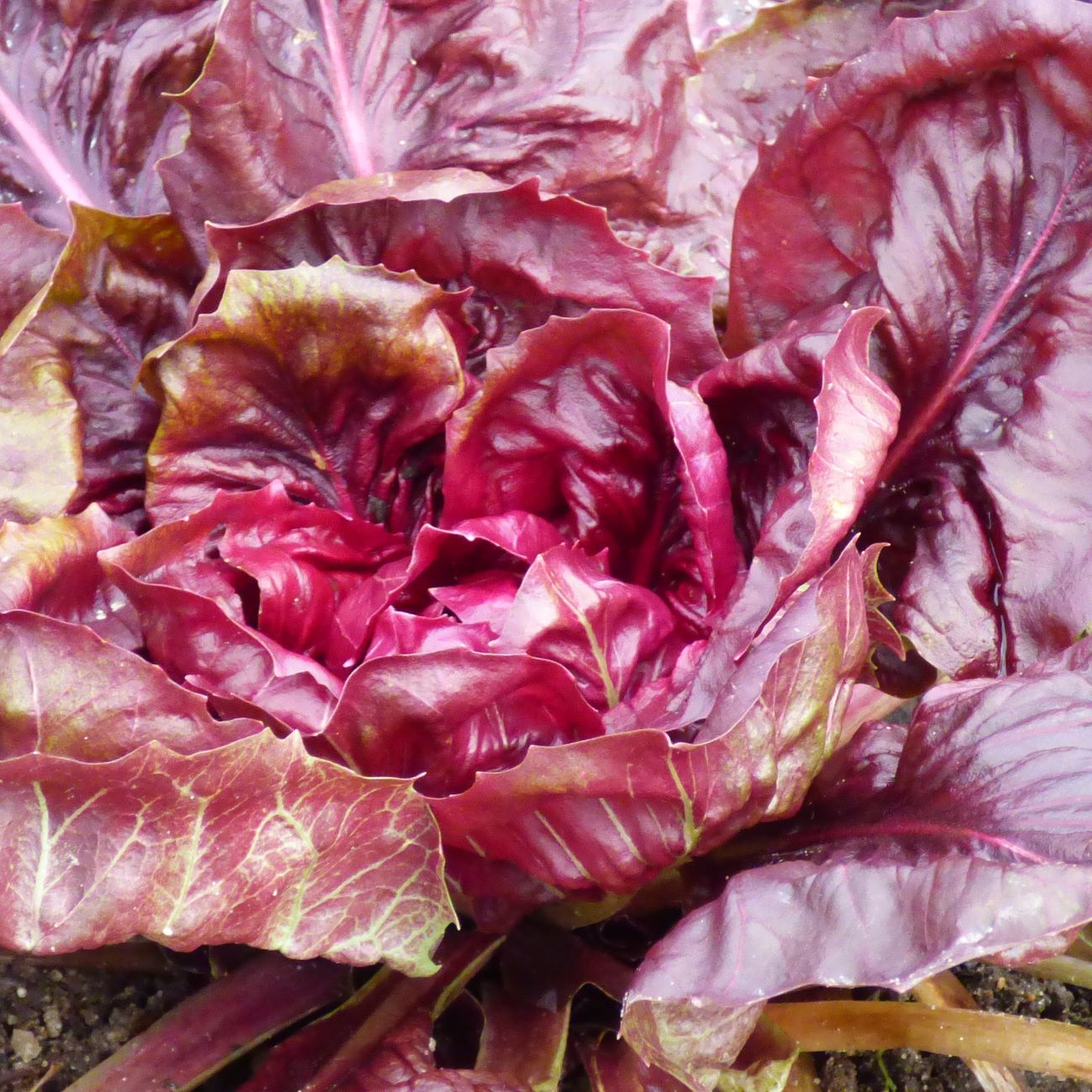 les-semences-de-l-ombelle-rouge-de-v-rone-bio-graines-chicor-e image 2
