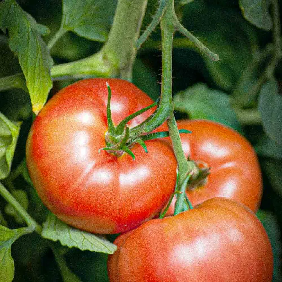 ferme-de-sainte-marthe-reine-des-h-tives-graines-de-tomate-bio image 1