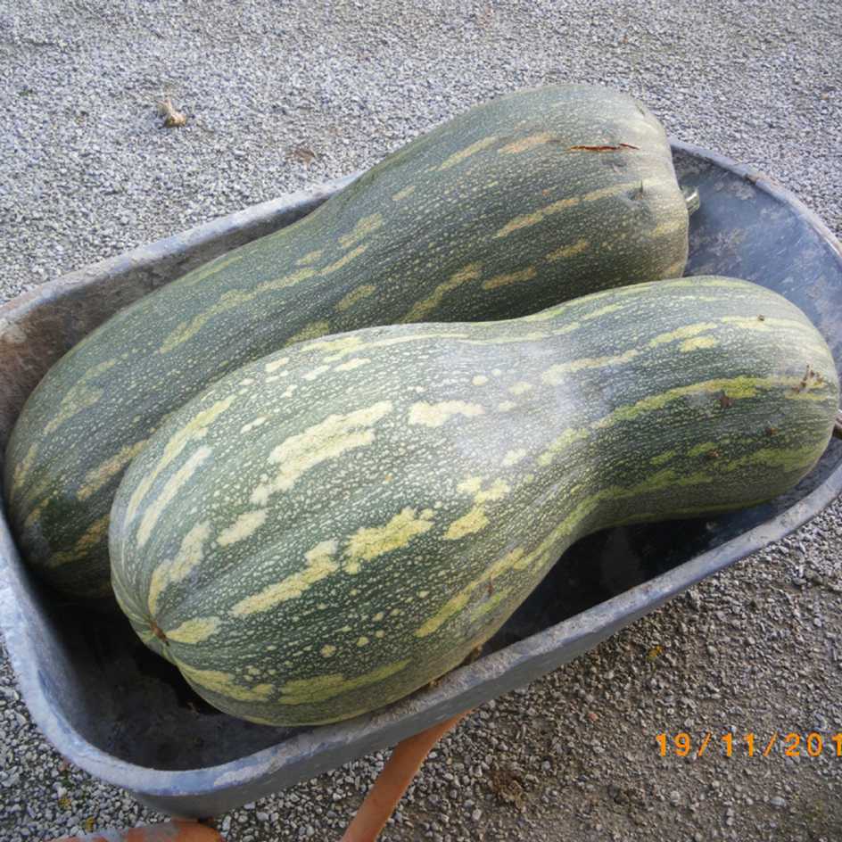 la-bo-te-graines-courge-pleine-de-naples-graines-bio image 2