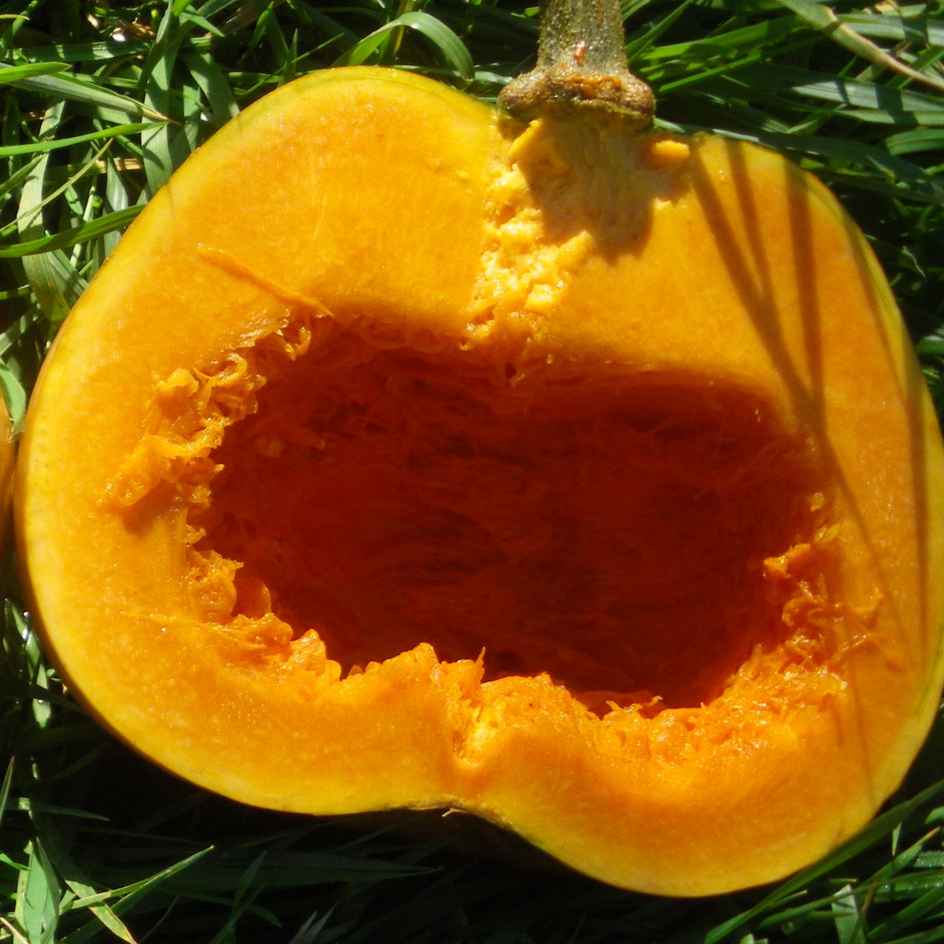 la-bo-te-graines-courge-loche-p-rou-bio-graines image 2