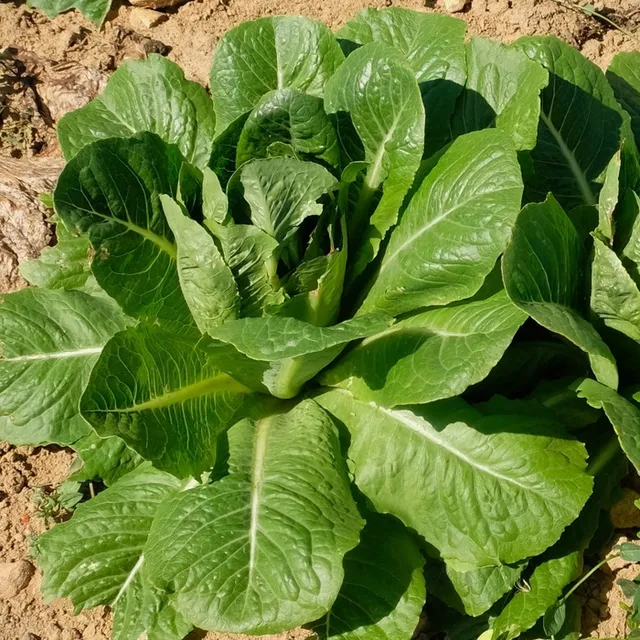 les-semences-de-l-ombelle-valmaine-graines-de-laitue-romaine-bio image 1
