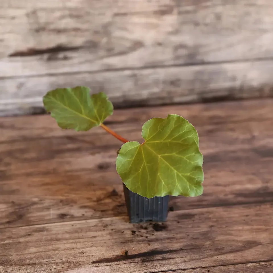 ferme-de-sainte-marthe-victoria-plant-rhubarbe-bio-vivace image 1