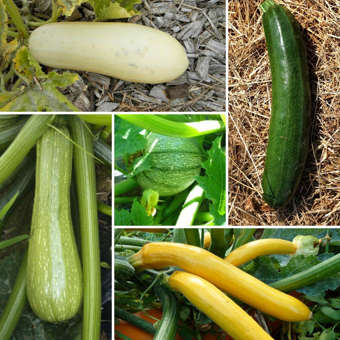 la-bo-te-graines-m-lange-courgettes-bio-graines-l-gumes-5-vari-t-s image 1