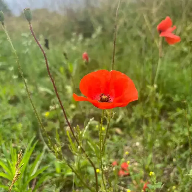 ferme-de-sainte-marthe-coquelicot-rouge-graines-fleurs-bio image 1