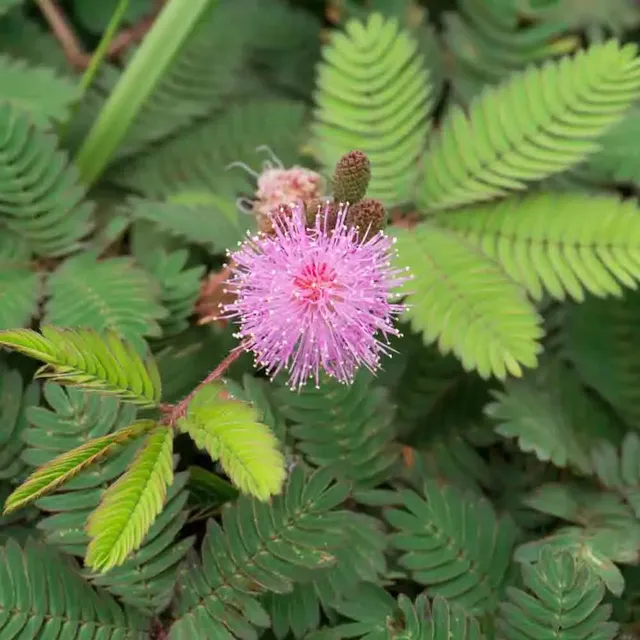 ferme-de-sainte-marthe-sensitive-mimosa-pudica-graines-de-fleurs-pot image 1