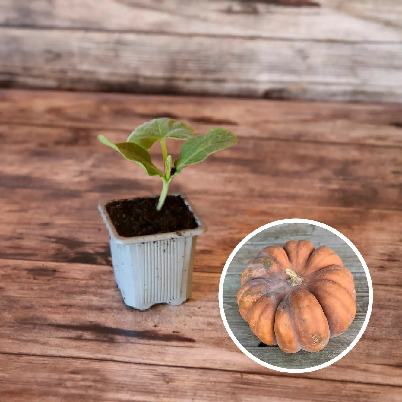 ferme-de-sainte-marthe-courge-muscade-plant-potager-bio image 1