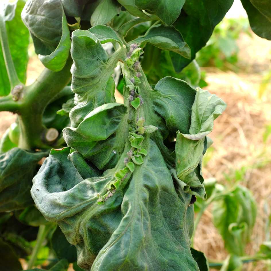 la-bo-te-graines-tomate-belle-de-coeur-bio-graines-potag-res image 4