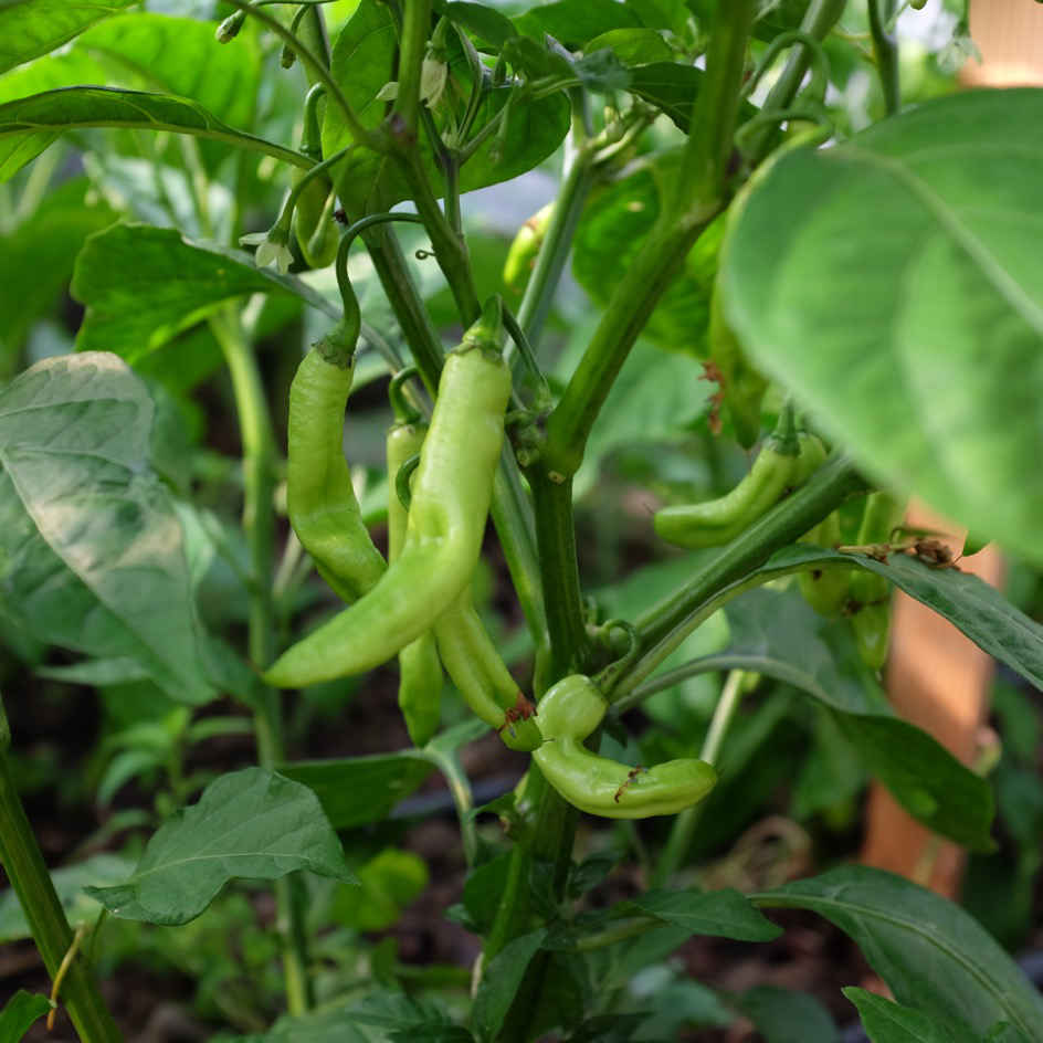 la-bo-te-graines-piment-v-g-tarien-graines-bio-doux image 5