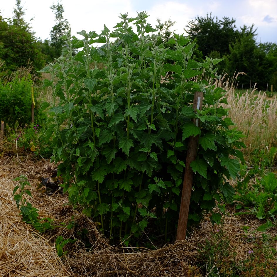 la-bo-te-graines-guimauve-officinale-graines-bio-vivace image 3