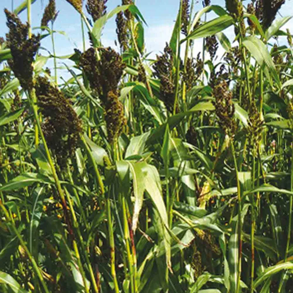 ferme-de-sainte-marthe-sorgho-millet-noir-graines-fleurs-non-trait-es image 1